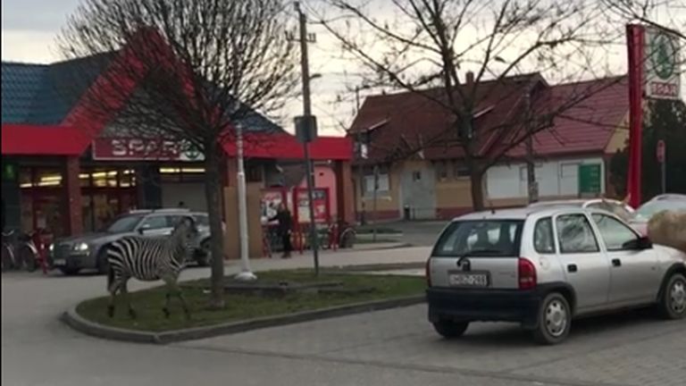 Zebra a Spar előtt