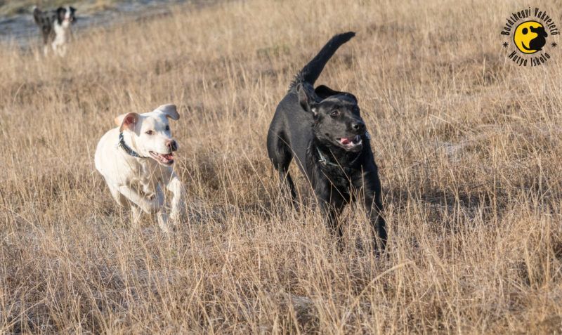 kölyöknevelő, vakvezető kutya