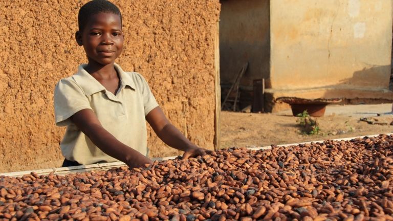 Kakófarm Nyugat-Afrikában (fotó: Jürgen Bätz/dpa)