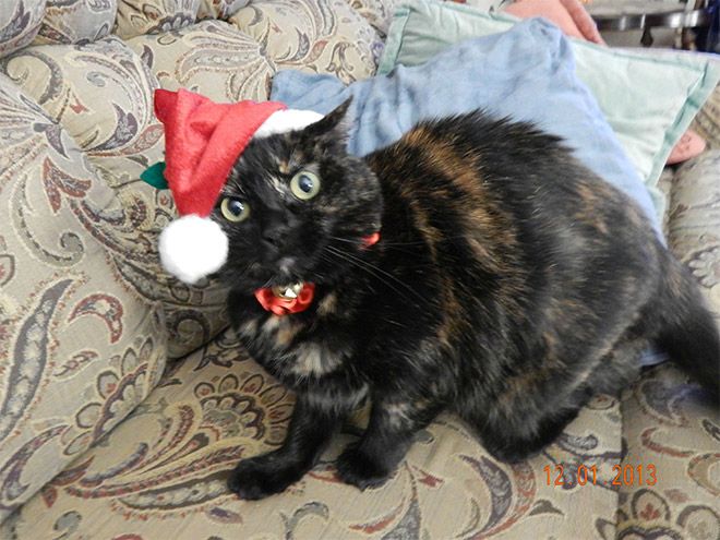 karácsony, kutya, macska