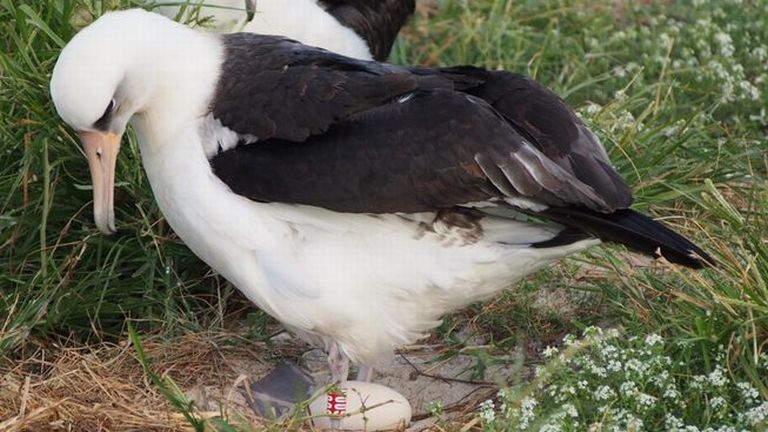 Wisdom, albatrosz (forrás: Jodie Spross/USFWS)