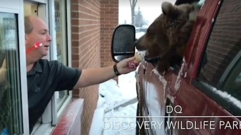 medve, fagyi, kanada (forrás: Discovery Wildlife Park/Facebook)