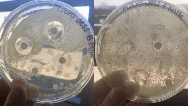 anyatej kísérlet baktérium