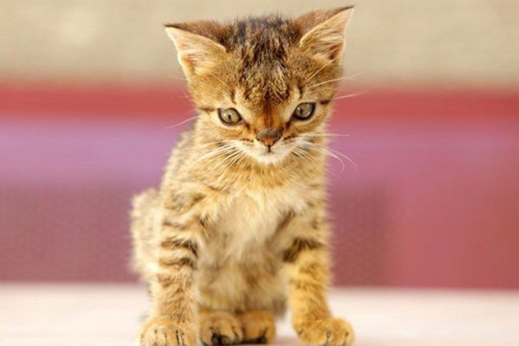 down szindróma állatok videó