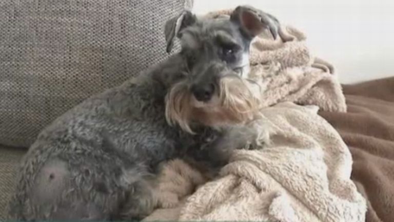 törpe schnauzer, kutya (forrás: RTL Klub)