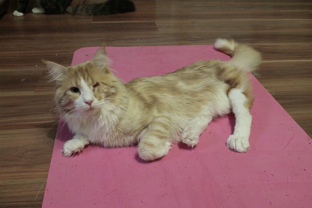 macska paralimpia, szépségverseny,cica