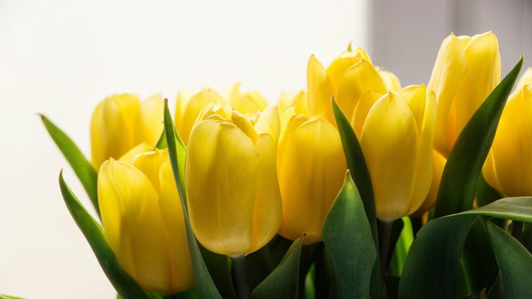 horoszkop, napi szerelmi horoszkop