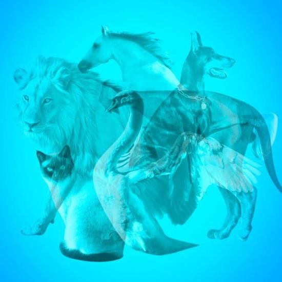 állat teszt személyiség önismeret vizsgálat