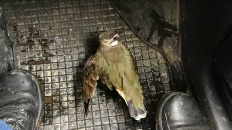 bíbic (forrás: police.hu)