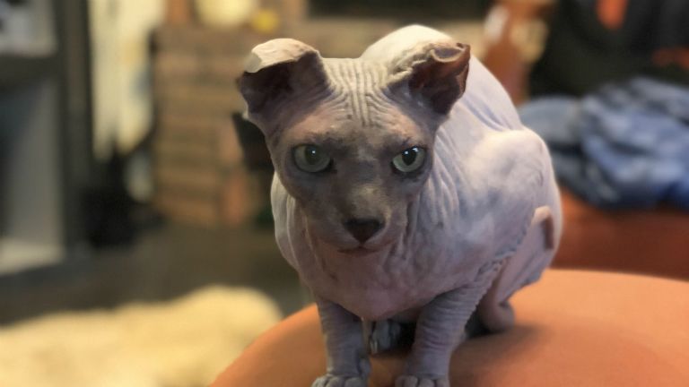 macska szépségverseny, paralimpia, cica