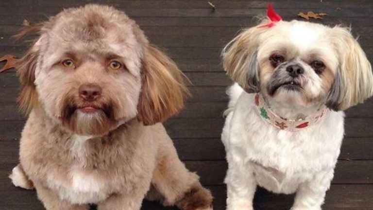 emberaerú kutya kutyus torz