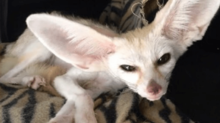 jumanji sivatagi róka állatkínzás