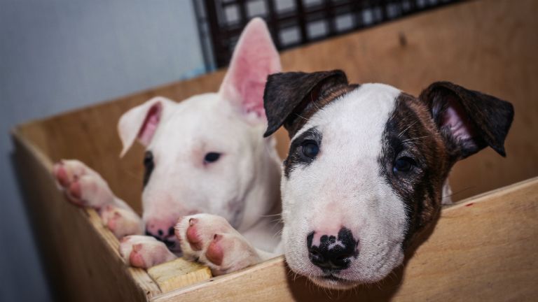 bull terrier, harci kutya. halál, gyerek, kutyakiképző