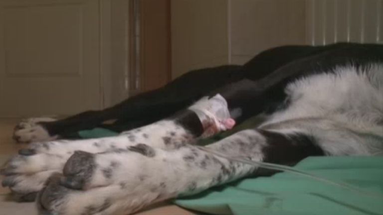 kutyamérgezés (forrás: RTL Klub)