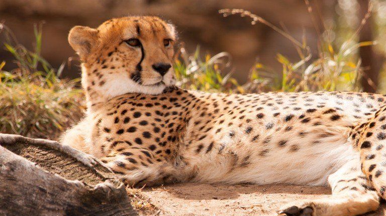 gepárd nap fa szafari