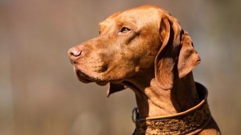 vizsla, mentes