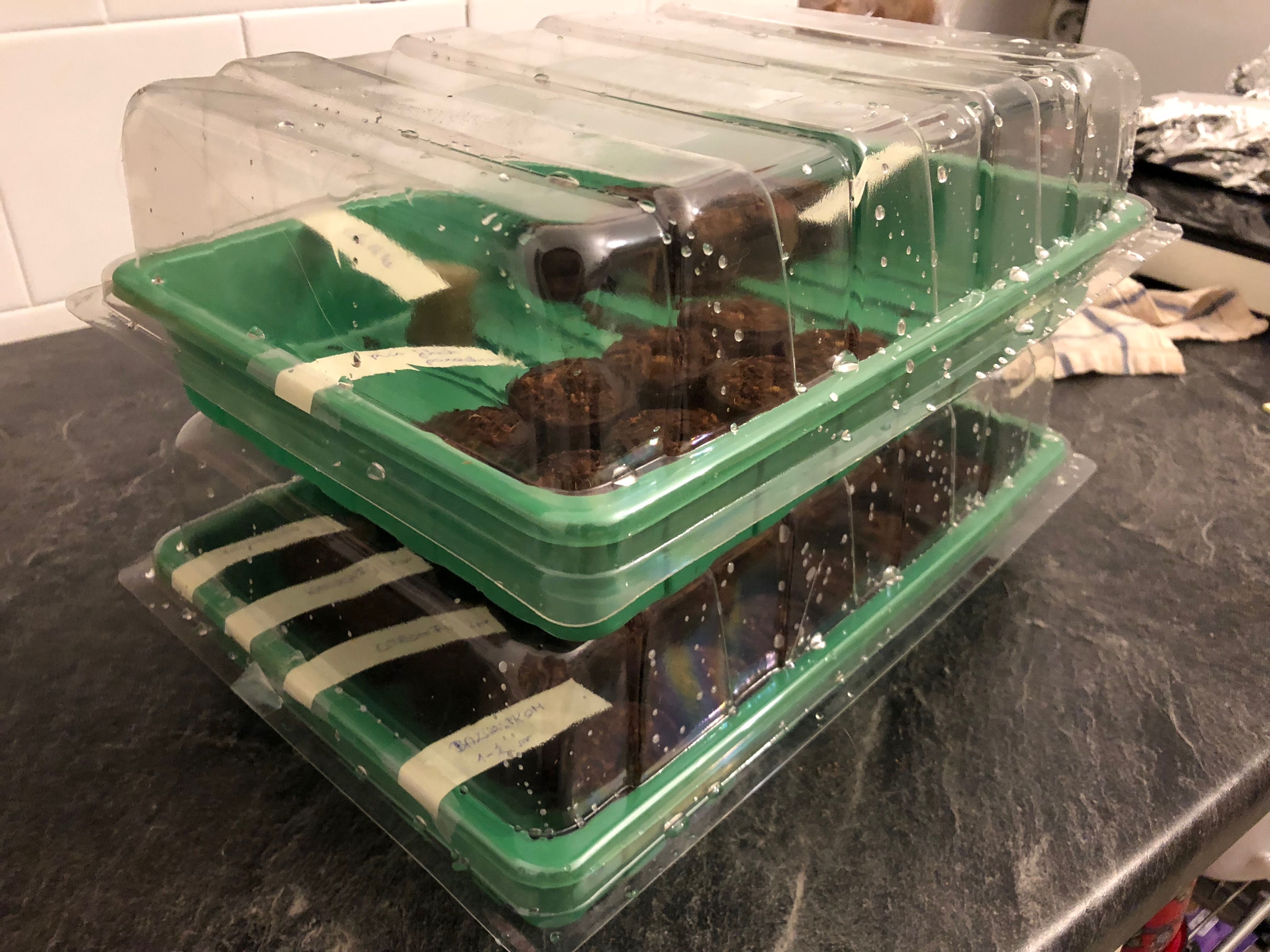 palanta, neveles, kerteszkedes