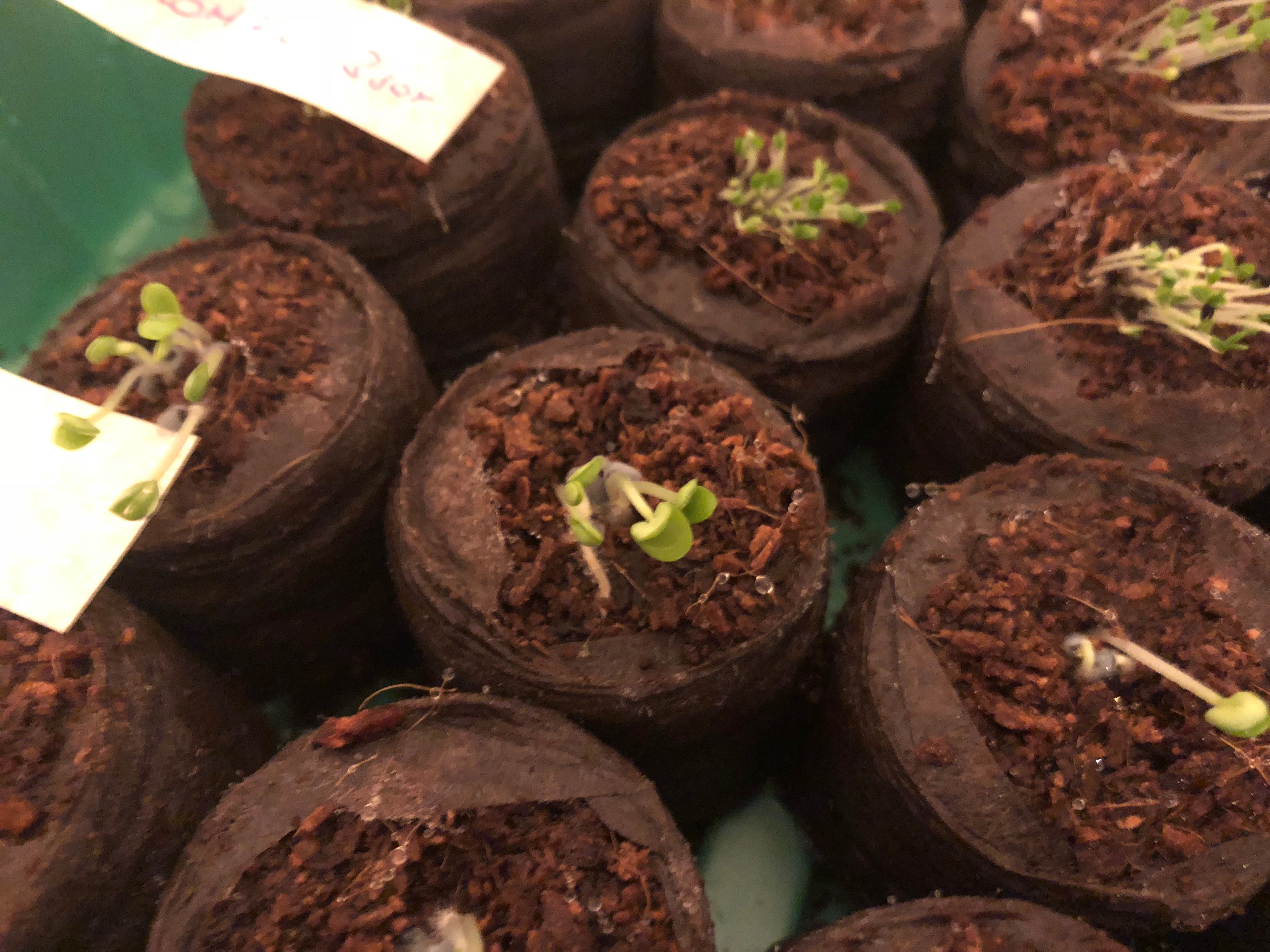 palantazas, kerteszkedes