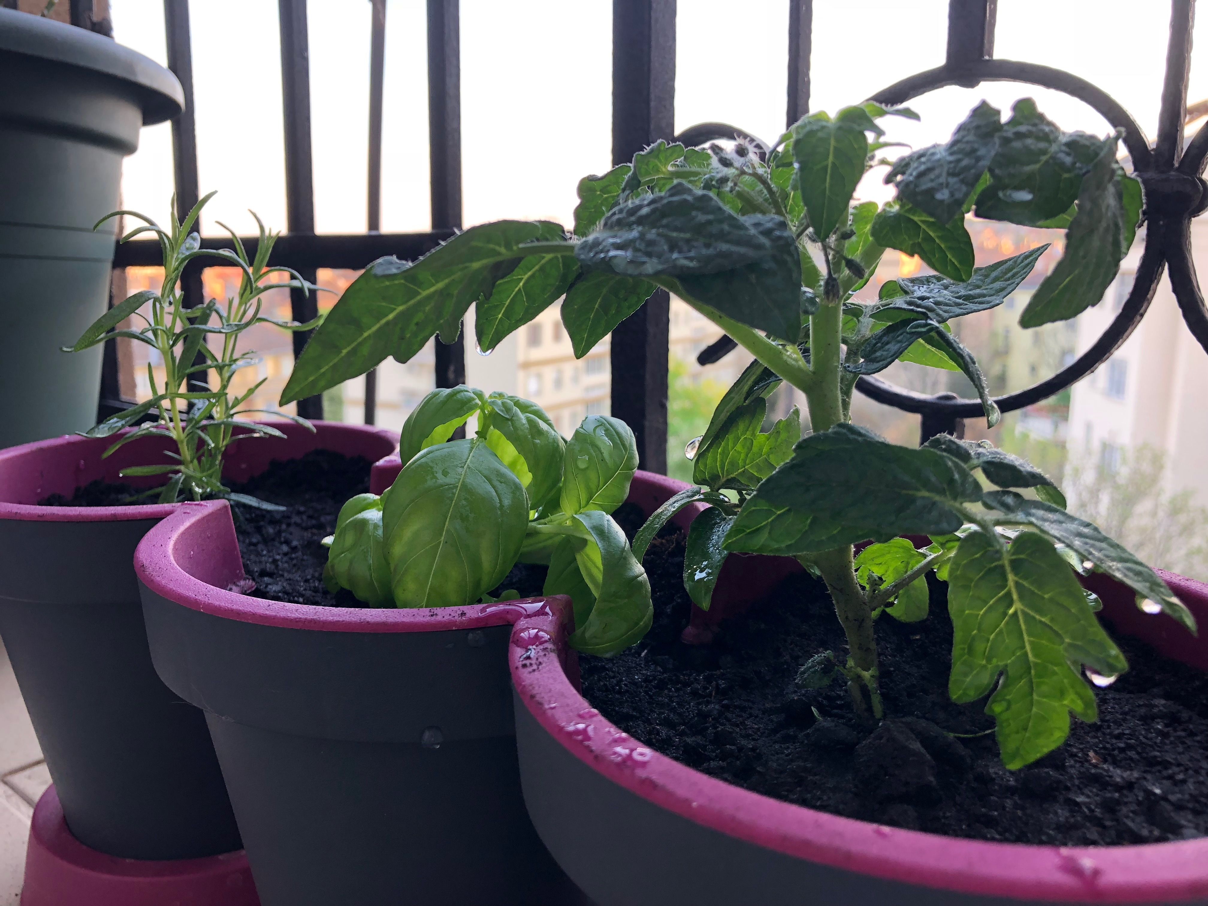 otthoni palantazas, kerteszkedes