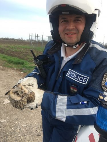 Megmentett fülesbagoly (forrás: police.hu)