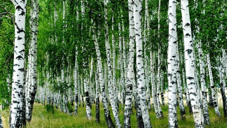 Nyírfaerdő (forrás: Pinterest)