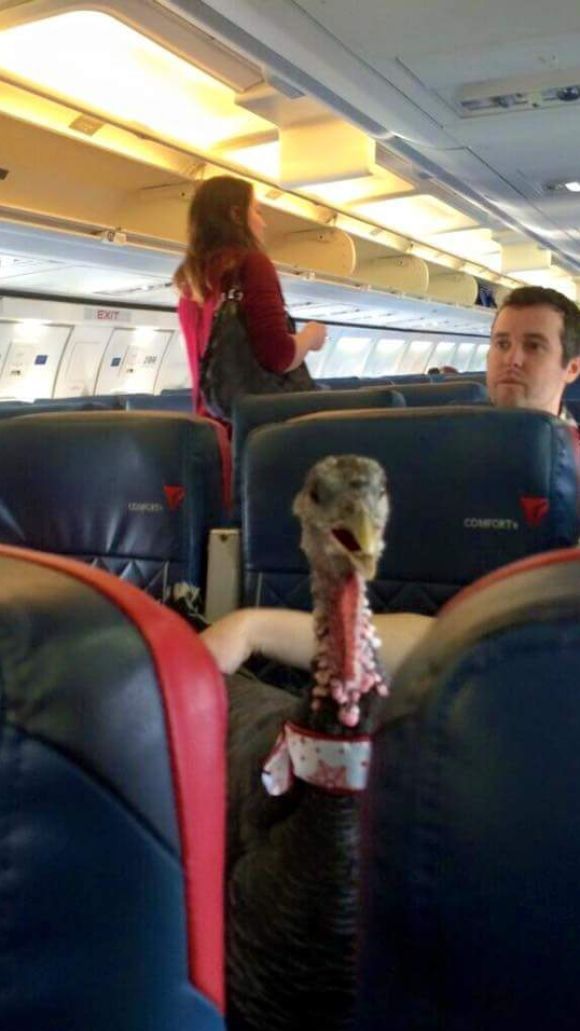 érzelmi támogató állat pulyka