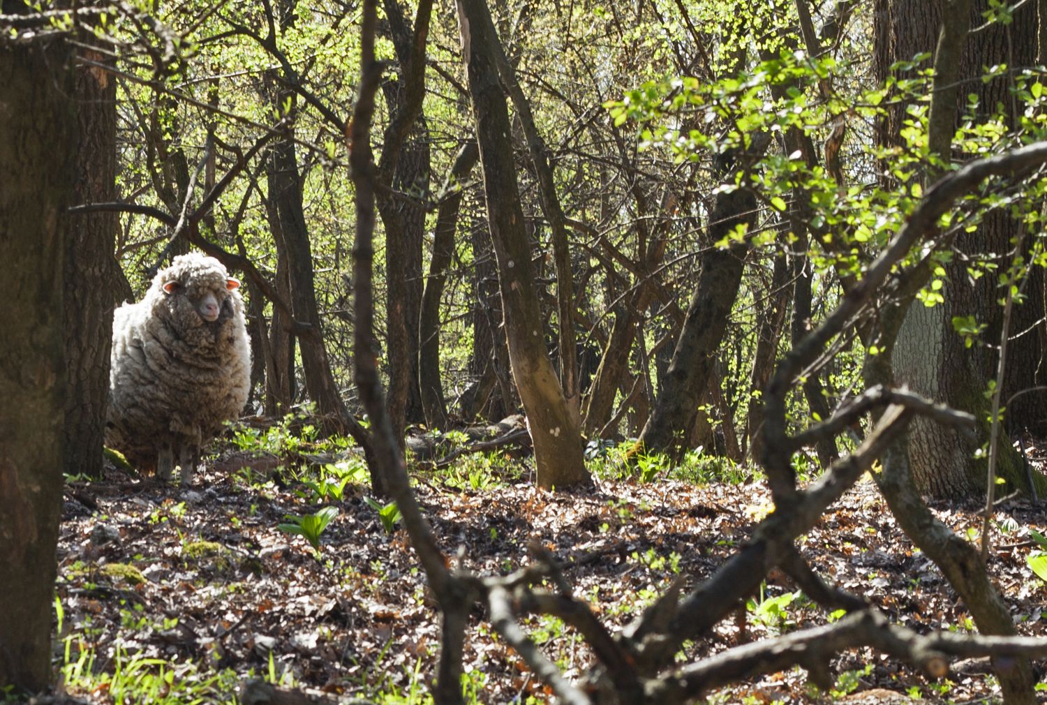 Vérteskozma, a nyugalom ékszerdoboza