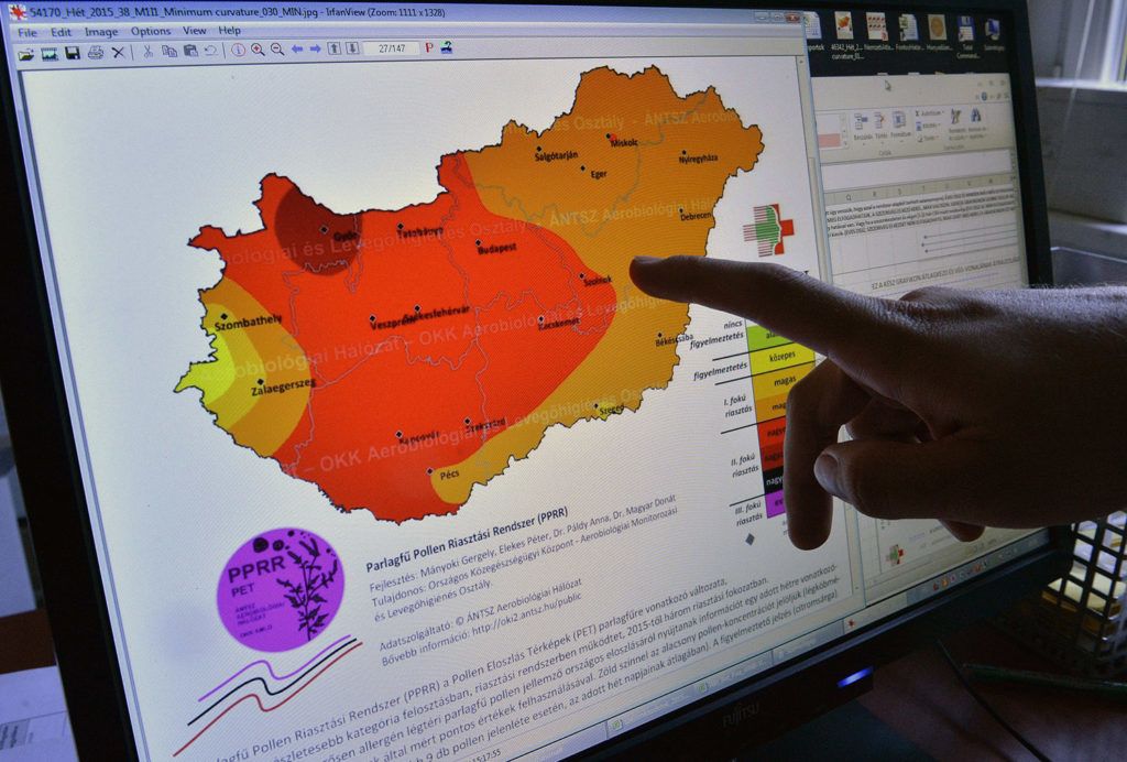 parlagfű allergia pollen