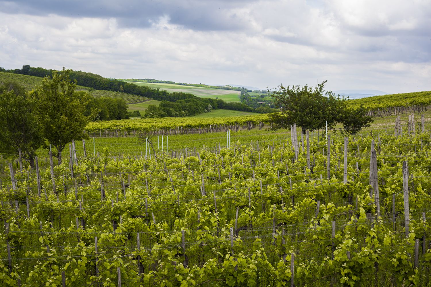 Etyek - Fotó: Czvitkovits Judit