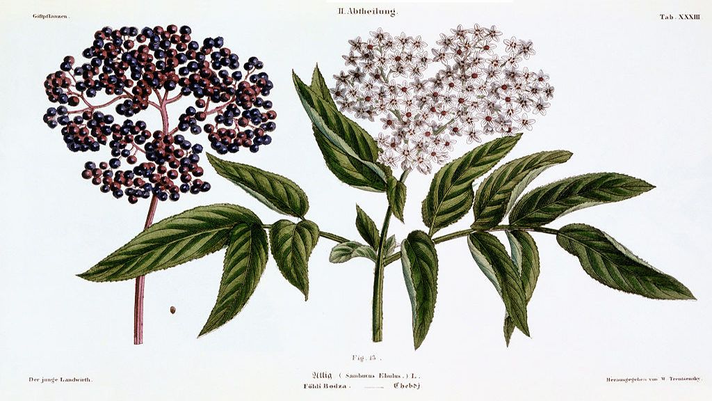 Sambucus Ebulus bodza virág növény gasztronómia