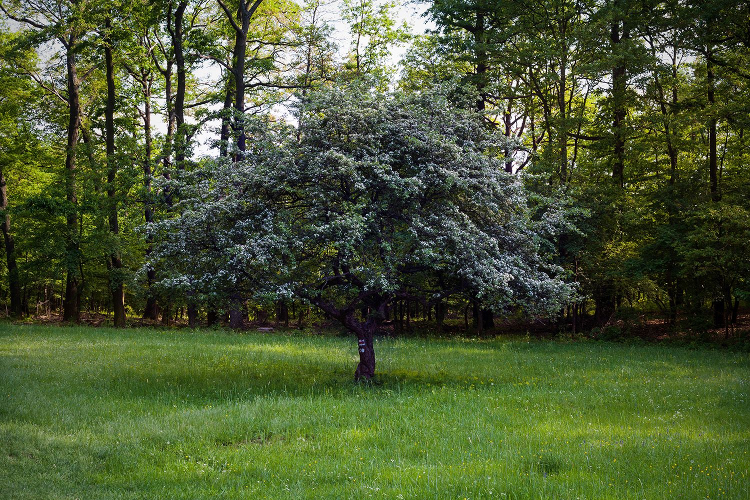Héreg - Fotó: Czvitkovits Judit