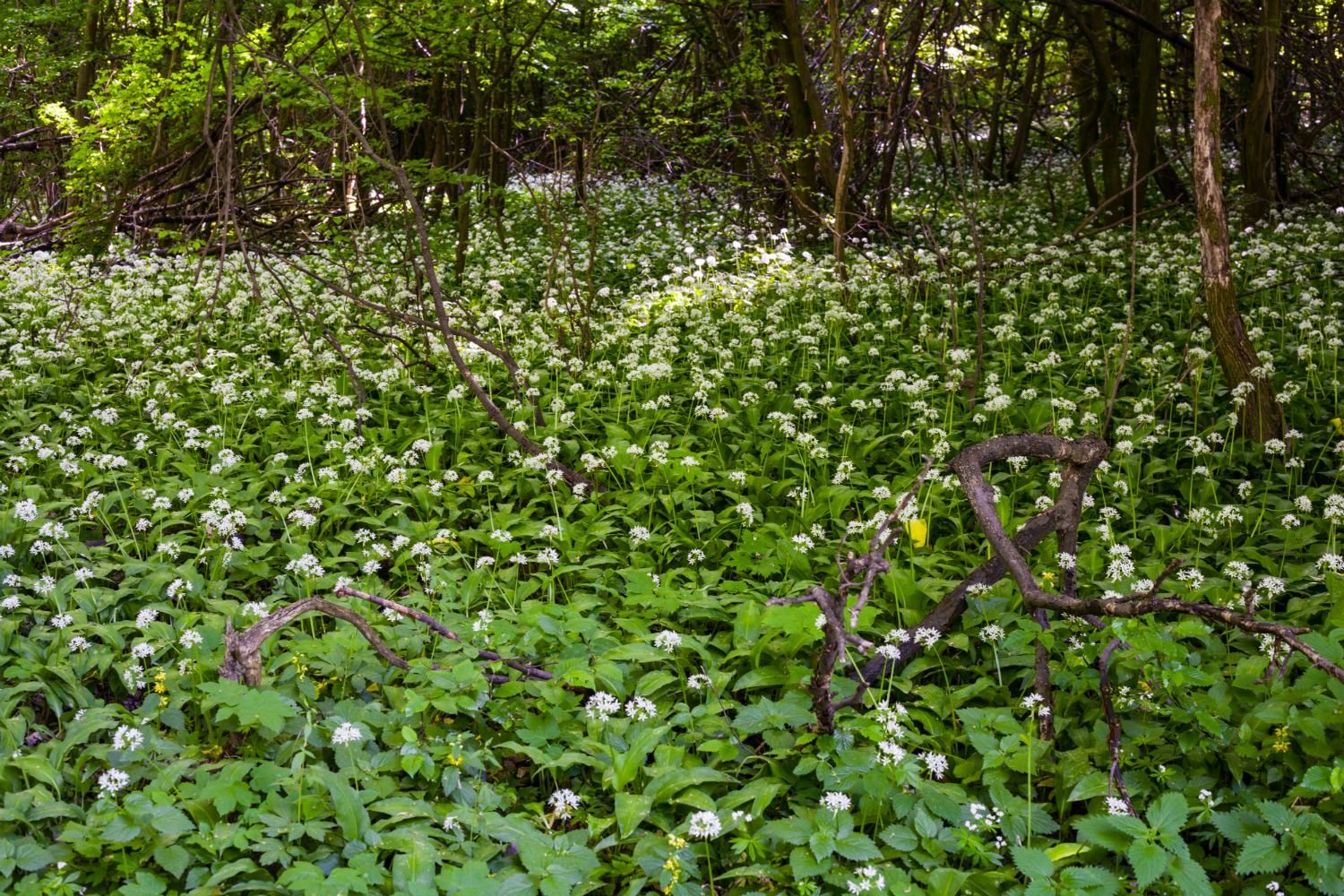 Héreg - Fotó: Czvitkovits Judit