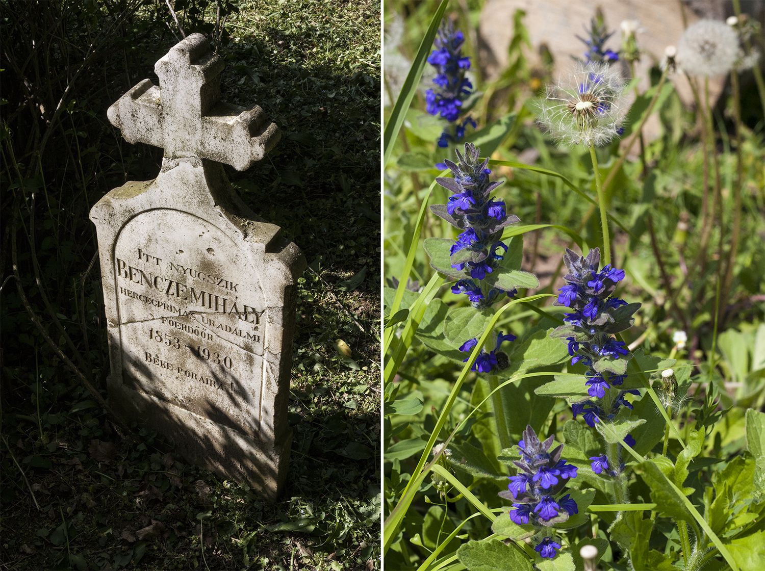 Héreg - Fotó: Czvitkovits Judit