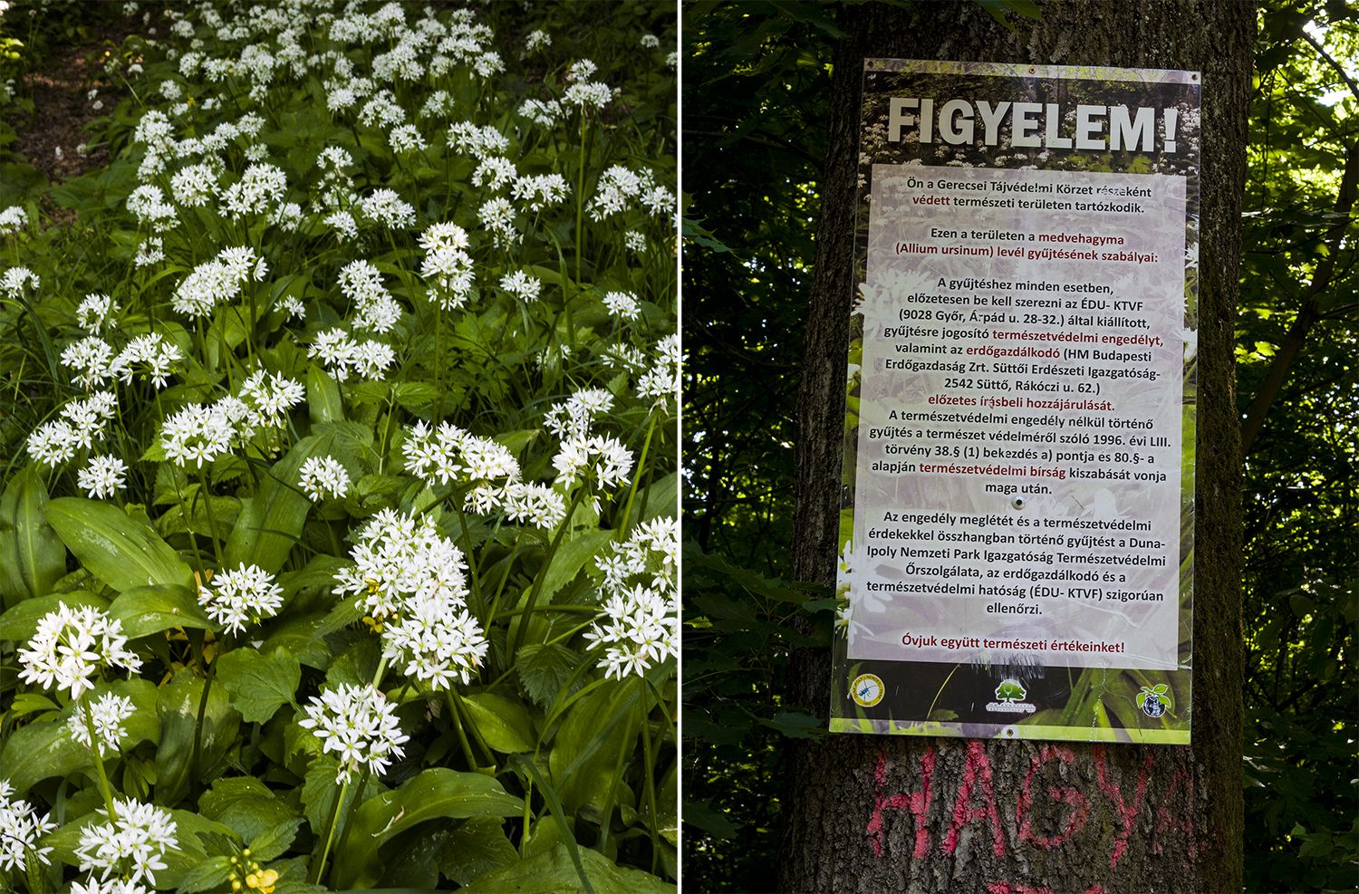 Héreg - Fotó: Czvitkovits Judit