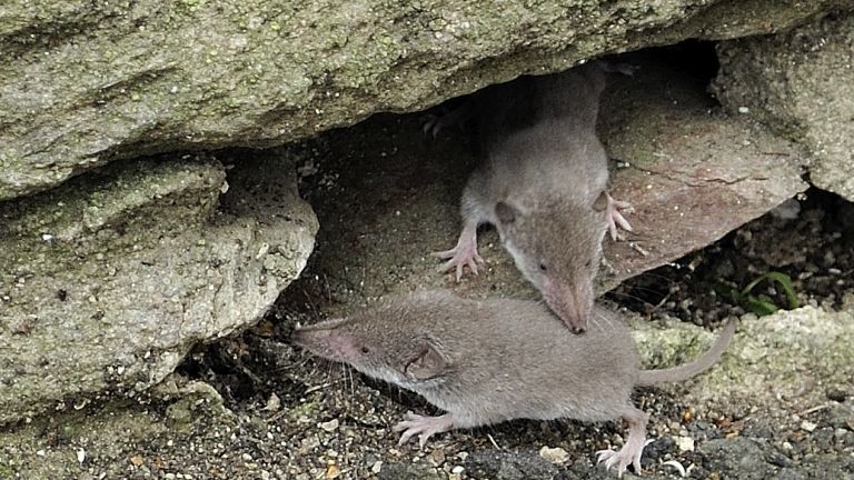 cickány (forrás: Wikipédia)