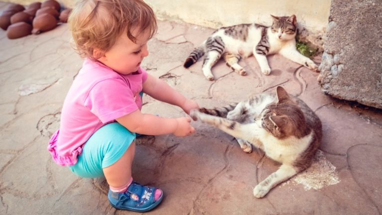 macska baba hasonlóságok