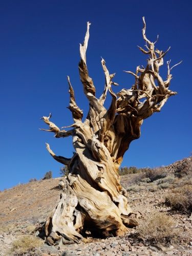 a világ legöregebb fái