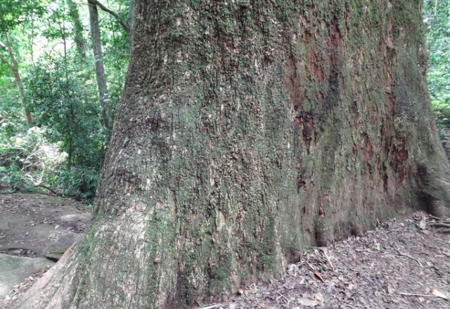 a világ legöregebb fái