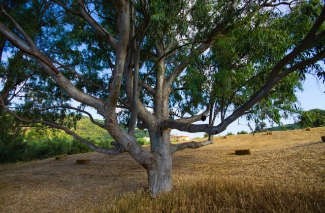 a világ legöregebb fái