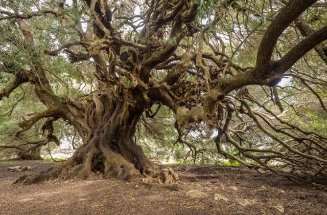 a világ legöregebb fái