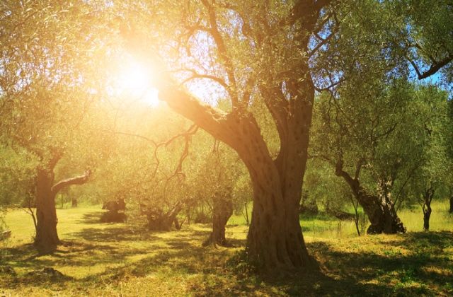 a világ legöregebb fái