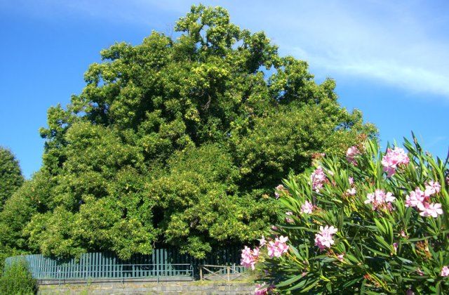 a világ legöregebb fái