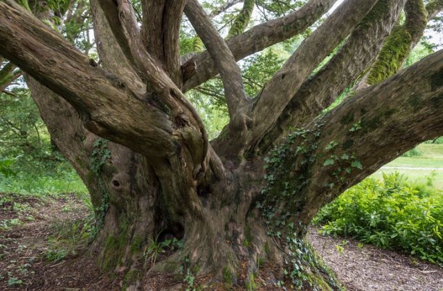 a világ legöregebb fái