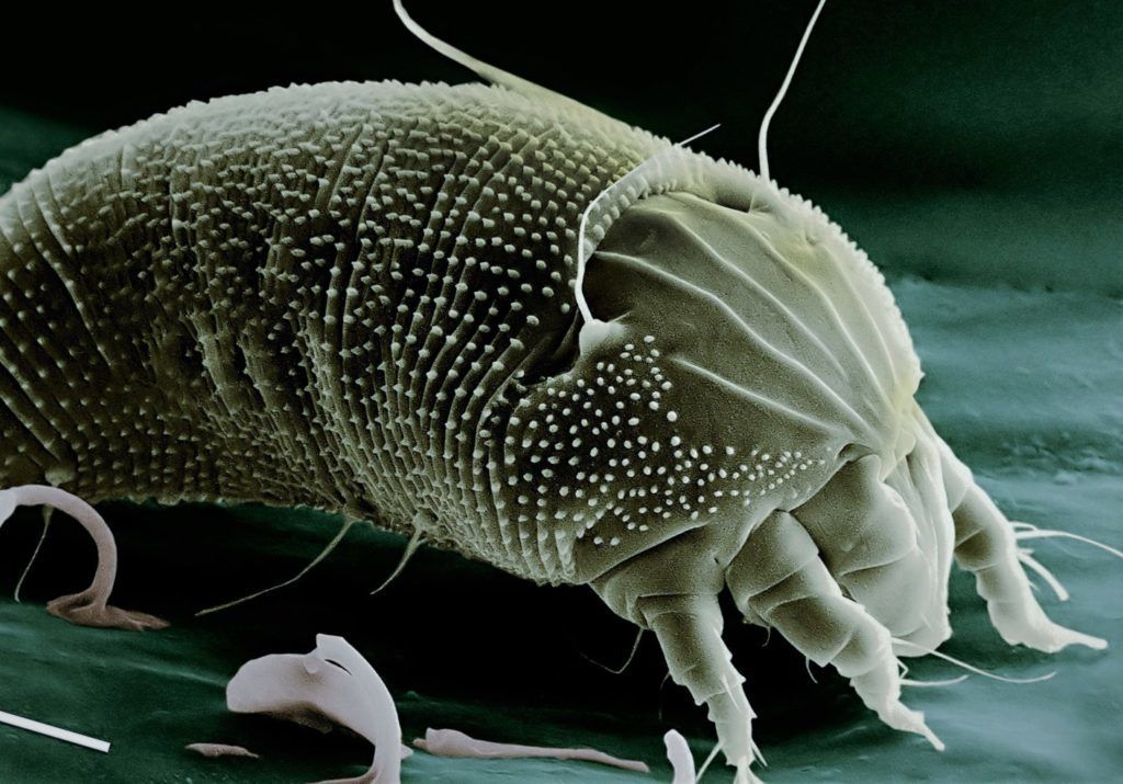 poratka allergia asztma