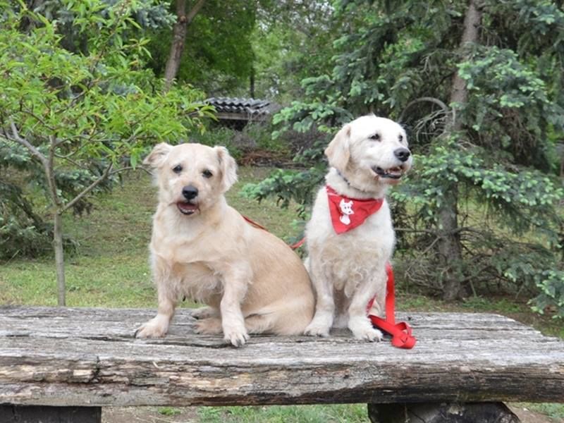 silver és morzsi örökbefogadás menhely idős kutya