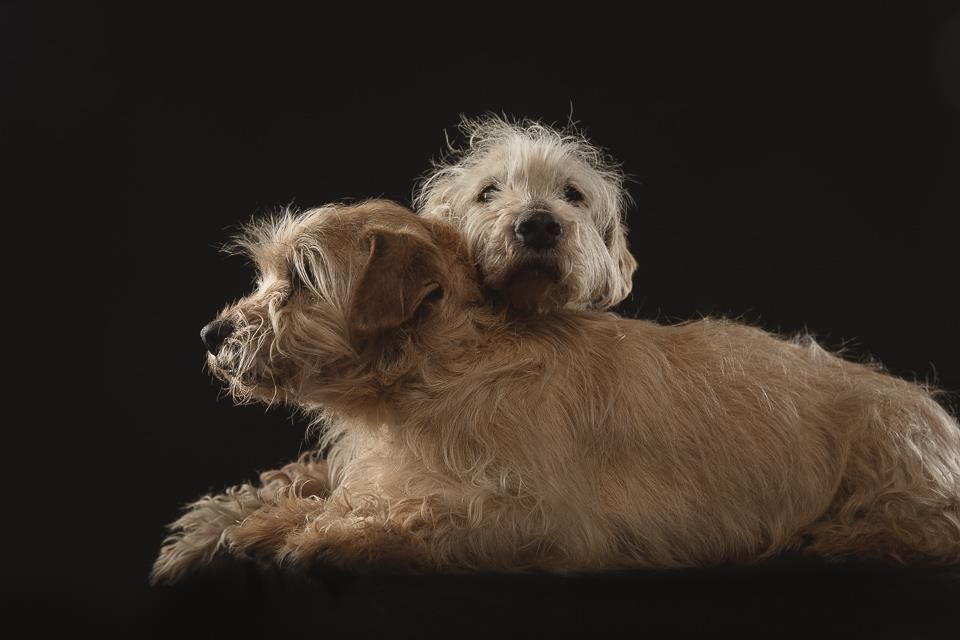 silver és morzsi örökbefogadás menhely idős kutya