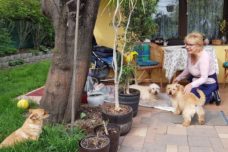 silver és morzsi örökbefogadás menhely idős kutya