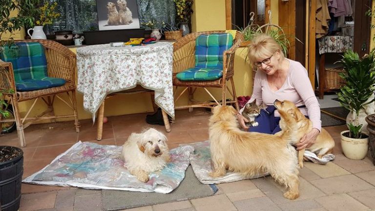 silver és morzsi örökbefogadás menhely idős kutya