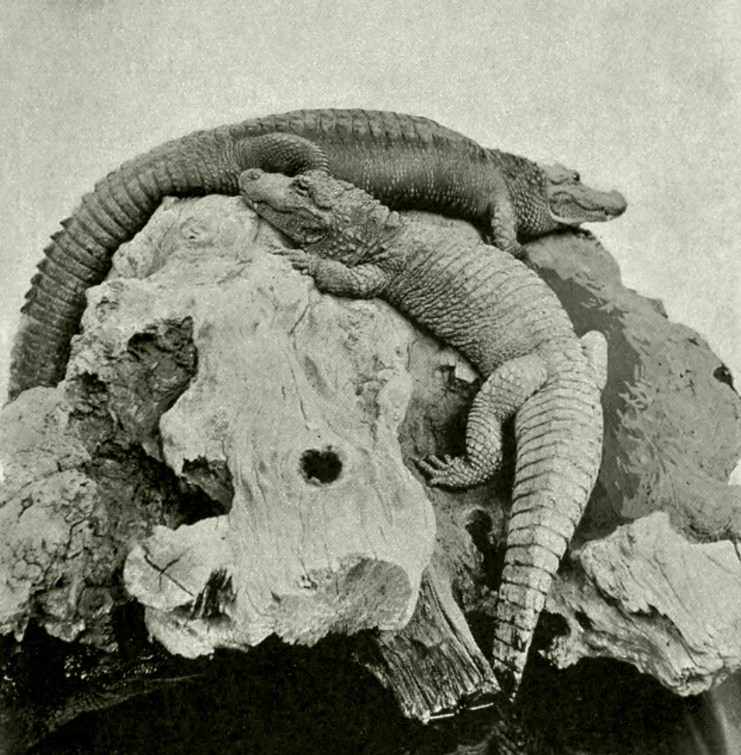 Egy kínai és egy amerikai aligátor (fotó: Wikipedia)