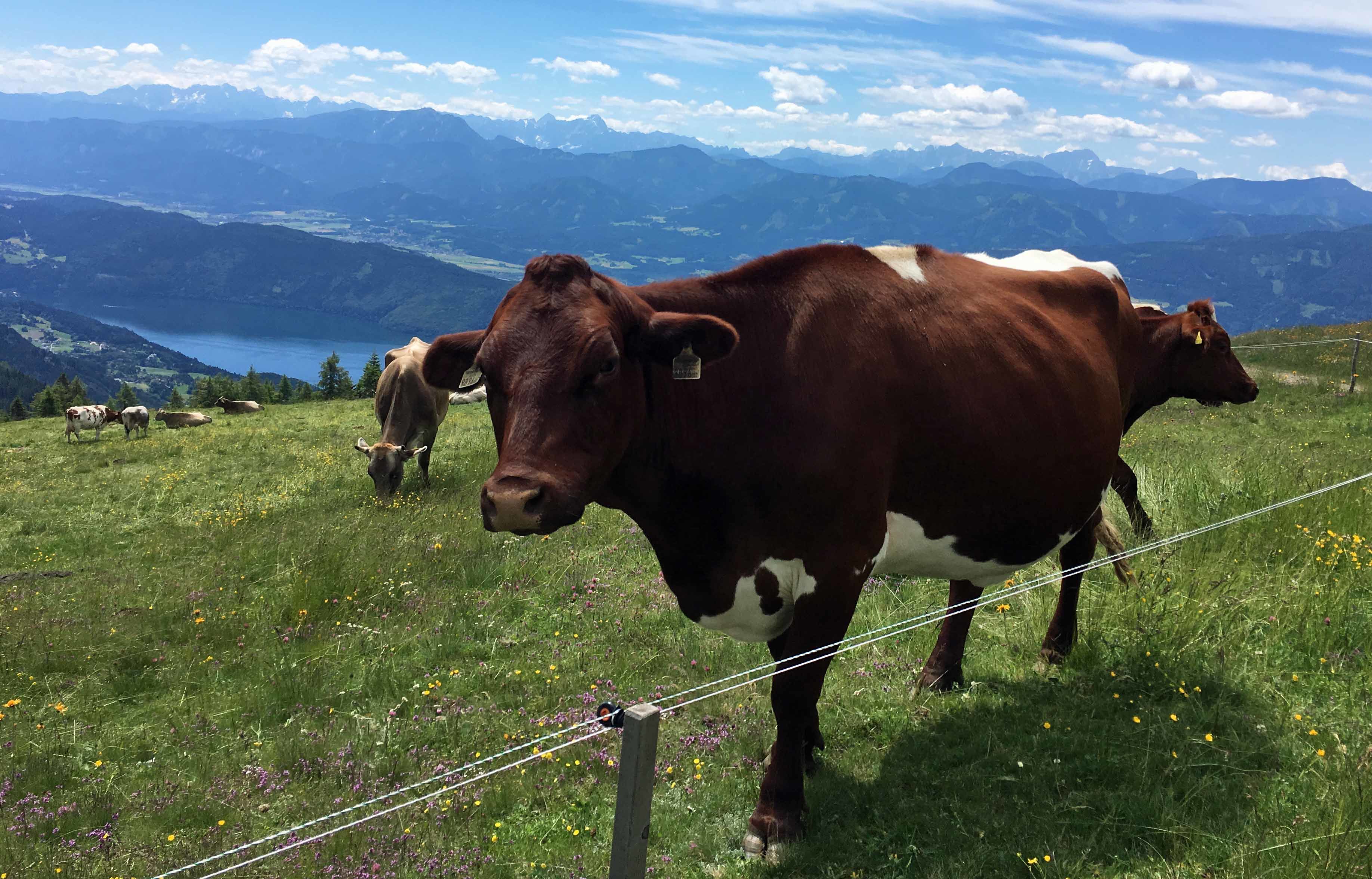 Gyöngyöző homlokkal mész végig a szerelem útján – az Alpokban jártunk, a Millstatti-tó felett